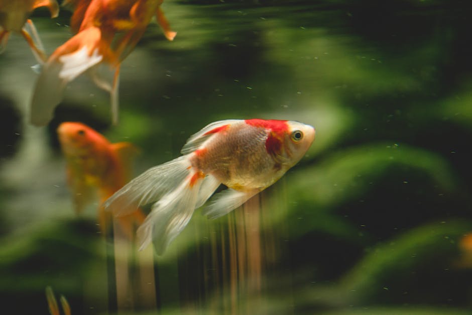  Warum Schwimmen Fische im Aquarium auf- und abwärts?