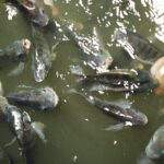 Fischeinsetzzeiten für Teiche