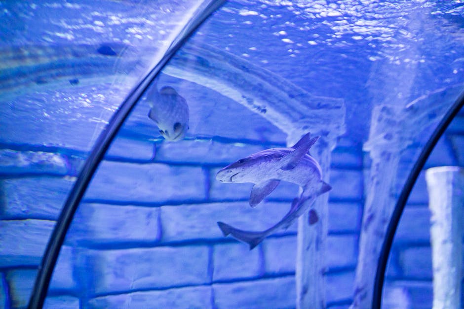  Warum kannst du nicht wie ein Fisch unter Wasser atmen?