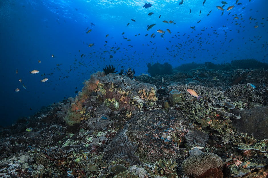 Bild von Fisch schwimmend unter Wasser mit der Frage "Warum kannst du nicht so wie der Fisch unter Wasser leben?”