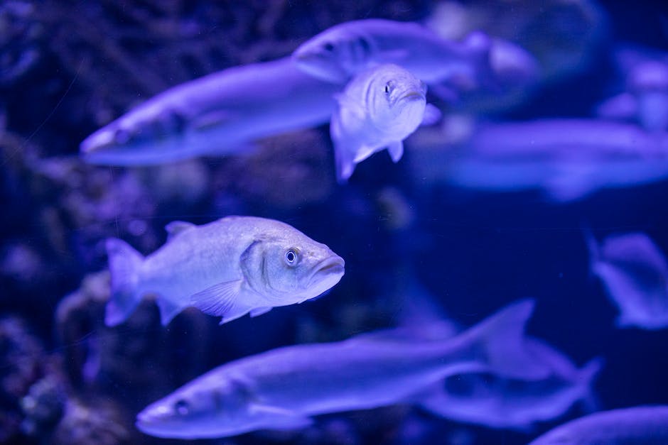 Ideale Fische für 30l Aquarium