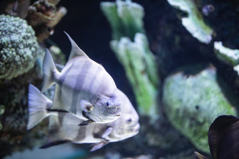 Wie viele Fische du in ein 60 Liter Aquarium halten solltest – Hier