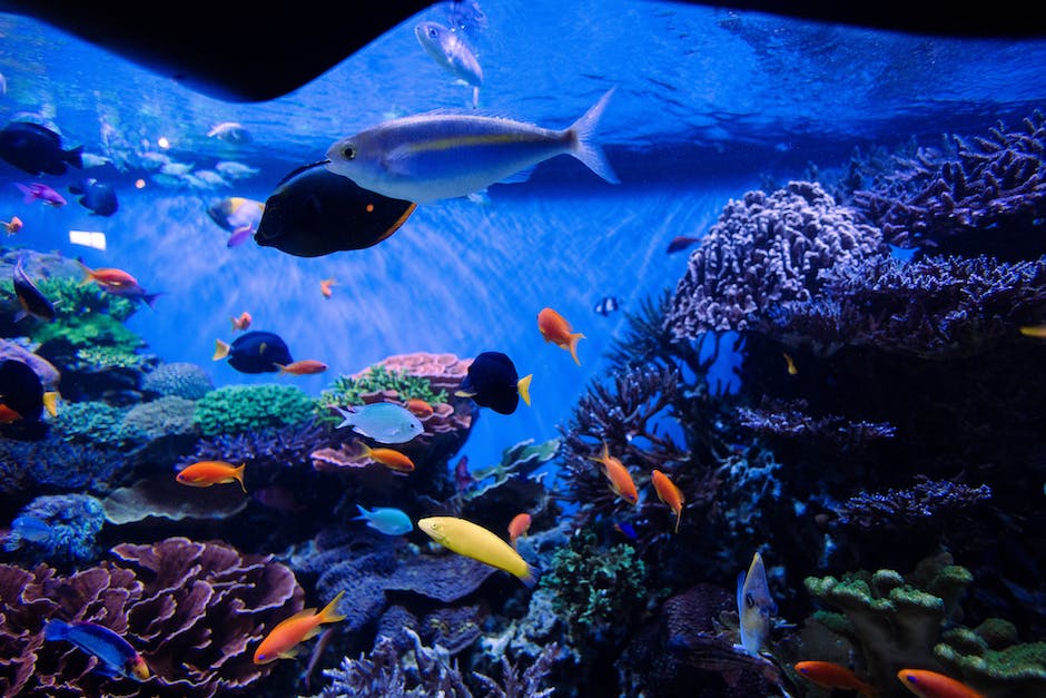  Anzahl Fische 30l Aquarium