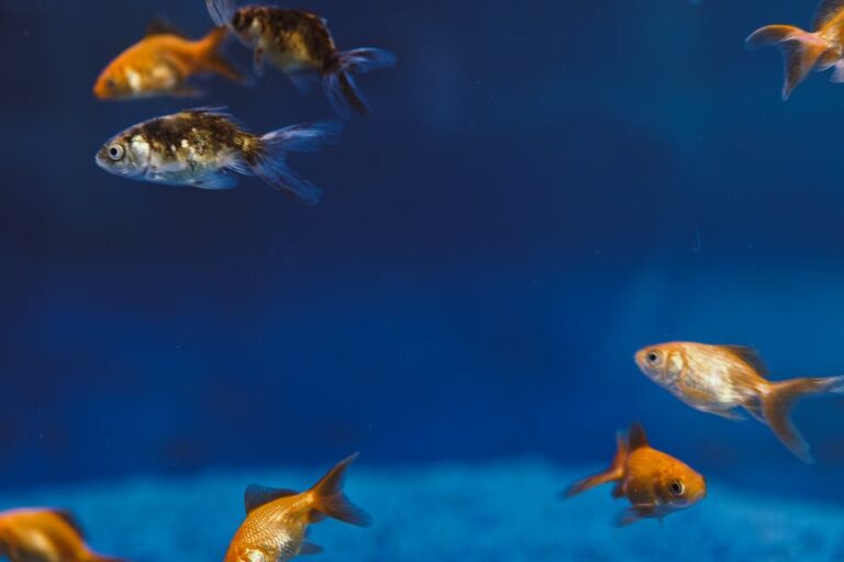 Wie viele Fische kannst Du in ein 60l Aquarium halten?
