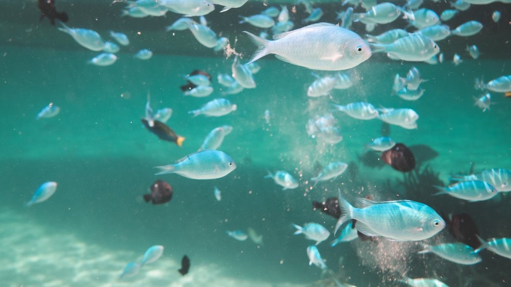 Chimäre Fisch Ein umfassender Leitfaden über Anatomie, Ernährung und