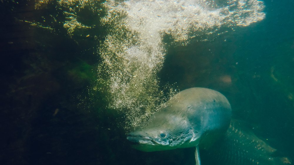 Alles Wissenswerte über Fische mit Stacheln: Arten, Funktionen und ...
