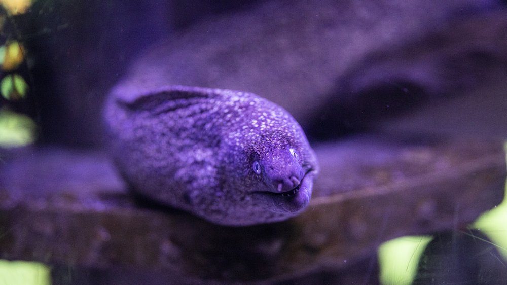 Im östlichen Atlantik Lebender Langer Fisch Lange Fische: Ein faszinierender Überblick und tiefer Einblick in ihre
