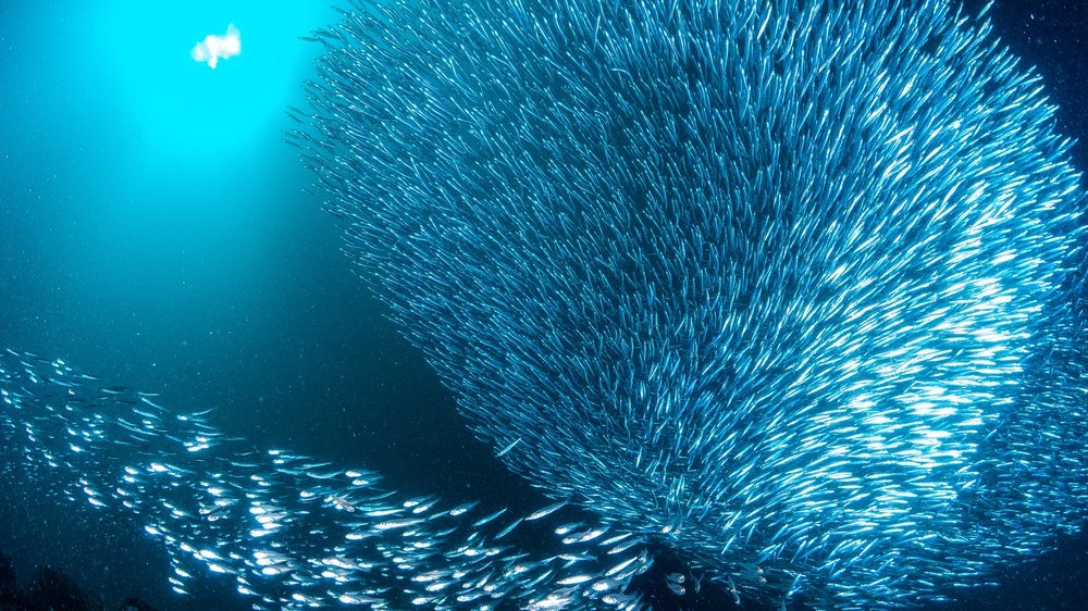 rotaugen fisch